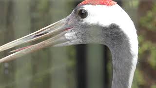 Japanese crane