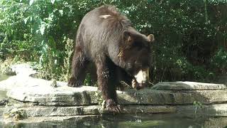 Eastern black bear (KOBE ANIMAL KINGDOM, Hyogo, Japan) October 24, 2021