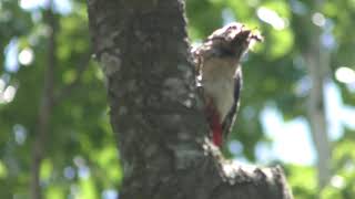 アカゲラ (北海道千歳市) 2019年6月18日