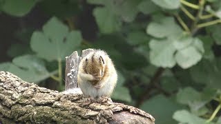 Siberian chipmunk (Civic Forest Squirrel house, Saitama, Japan) June 24, 2018