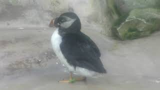 Atlantic puffin (Nasu Animal Kingdom, Tochigi, Japan) September 10, 2017
