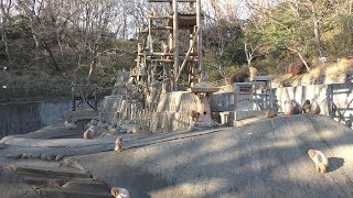 ニホンザル (多摩動物公園) 2019年1月18日