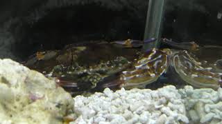 トガリマダライシガニ (エビとカニの水族館) 2018年12月26日