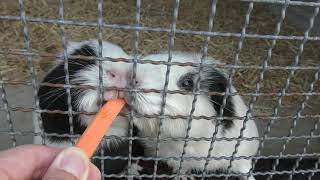 Guinea pig (Aguri park Ryuoh, Shiga, Japan) October 31, 2019