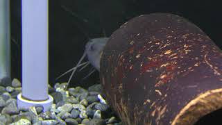 ギバチ (さいたま水族館) 2018年12月9日