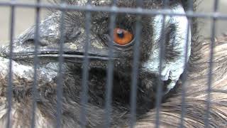 エミュー の『ジニー』と『豪』 (京都市動物園) 2019年1月26日