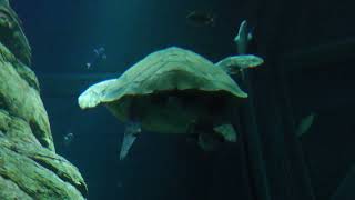 Green sea turtle (Osaka Aquarium KAIYUKAN, Osaka, Japan) August 12, 2022