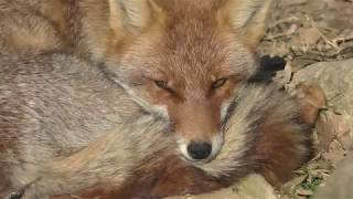 Japanese Red Fox (Toyohashi Zoo and Botanical Park, Aichi, Japan) January 4, 2018