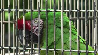 ミドリコンゴウインコ (東山動植物園) 2021年7月22日