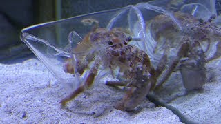 ソメンヤドカリ (姫路市立水族館) 2019年2月13日