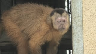 フサオマキザル (東武動物公園) 2020年9月18日