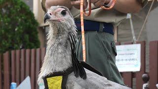 ヘビクイワシ の散歩 (東武動物公園) 2020年9月18日