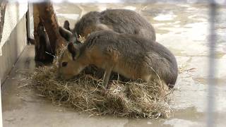 Mara in the meal (Inokashira Park Zoo, Tokyo, Japan) September 23, 2017