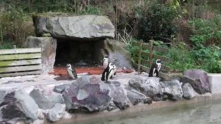 ペンギンプール (松江フォーゲルパーク) 2019年11月29日
