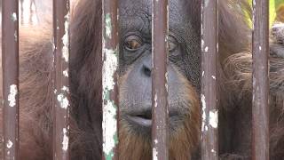 Orang-utan (Nagano City Chausuyama Zoo, Nagano, Japan) November 4, 2018