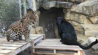 ジャガー の『アトス』と『ネリア』 (神戸市立 王子動物園) 2021年3月23日