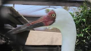 ソデグロヅル (天王寺動物園) 2021年3月23日