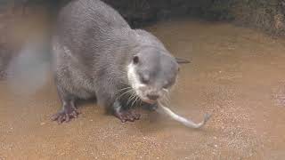 Asian short-clawed otter (MISAKI KOEN Amusement Park, Osaka, Japan) December 24, 2018