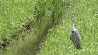 アオサギ (釧路市丹頂鶴自然公園) 2019年7月3日