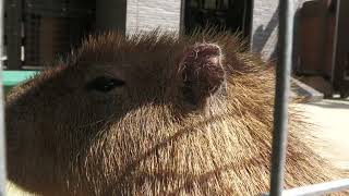Capybara (Awaji Farm Park England Hill, Hyogo, Japan) August 19, 2022