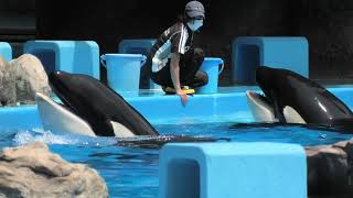 シャチ の『ステラ』と『リン』 (名古屋港水族館) 2021年7月23日
