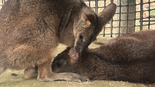 パルマワラビー の『ミカサ』と『ロビン』 (東武動物公園) 2020年9月18日