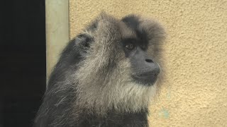 シシオザル (東武動物公園) 2020年9月18日