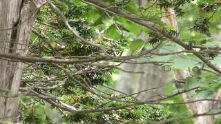ヒガラ (北海道 焼尻島) 2019年6月21日