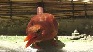 Ruddy Kingfisher (Okinawa Zoo & Museum, Okinawa, Japan) July 29, 2023