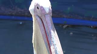 White Pelican & Pink-backed Pelican (Kakegawa Kachouen, Shizuoka, Japan) July 30, 2022
