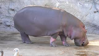 Hippopotamus (TENNOJI ZOO, Osaka, Japan) November 3, 2017