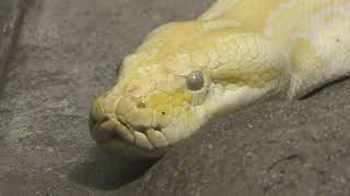 Burmese python (KAMINE ZOO, Ibaraki, Japan) December 4, 2018