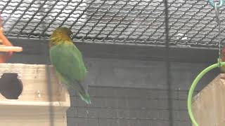 ボタンインコ (函館公園) 2019年8月9日
