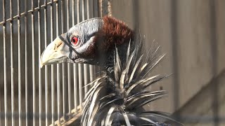 フサホロホロチョウ (天王寺動物園) 2020年12月23日