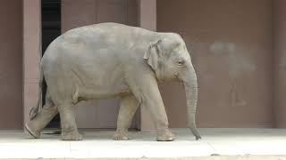 Asian elephant (Higashiyama Zoo and Botanical Gardens, Aichi, Japan) April 2, 2019