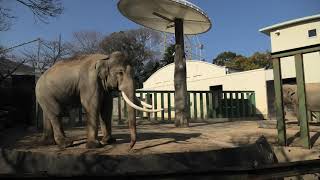 アジアゾウ の『ズゼ』と『マック』 (神戸市立 王子動物園) 2021年3月23日