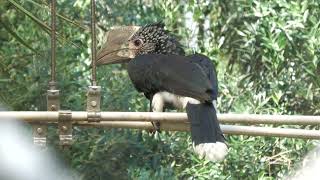 Silvery-cheeked hornbill (Awaji Farm Park England Hill, Hyogo, Japan) August 19, 2022
