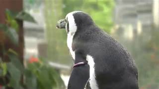 African penguin (Fuji Kachoen Garden Park, Shizuoka, Japan) November 25, 2018
