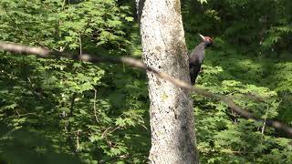 クマゲラ (北海道 千歳市) 2019年7月10日