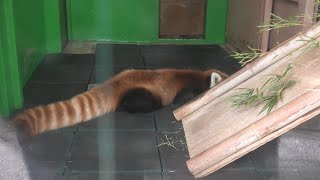 レッサーパンダ (東武動物公園) 2020年9月18日