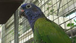 Blue-headed Parrot (Kakegawa Kachouen, Shizuoka, Japan) July 30, 2022