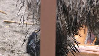 雨の日のエミュー (上野動物園) 2017年10月29日