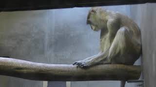 Hussar monkey (Japan Monkey Centre, Aichi, Japan) December 13, 2018