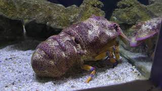 セミエビ と キタンヒメセミエビ (姫路市立水族館) 2019年2月13日