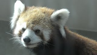 Styan's Red Panda (Toyama Municipal Family Park Zoo, Toyama, Japan) August 15, 2019