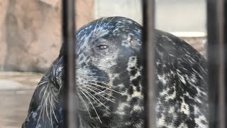 ゼニガタアザラシ (上野動物園) 2020年9月11日