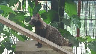 Japanese Raccoon Dog (Okinawa Zoo & Museum, Okinawa, Japan) July 29, 2023