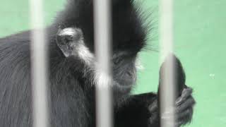 Franois' langur (Nishiyama Zoo, Fukui, Japan) November 1, 2019
