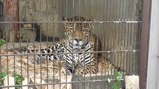 Jaguar (Higashiyama Zoo and Botanical Gardens, Aichi, Japan) June 25, 2023
