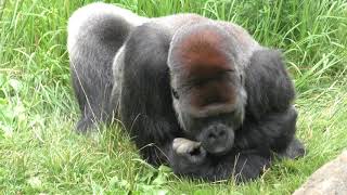ゴリラのローラちゃん (千葉市動物公園) 2017年9月24日